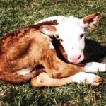 Calf born Spring 2018