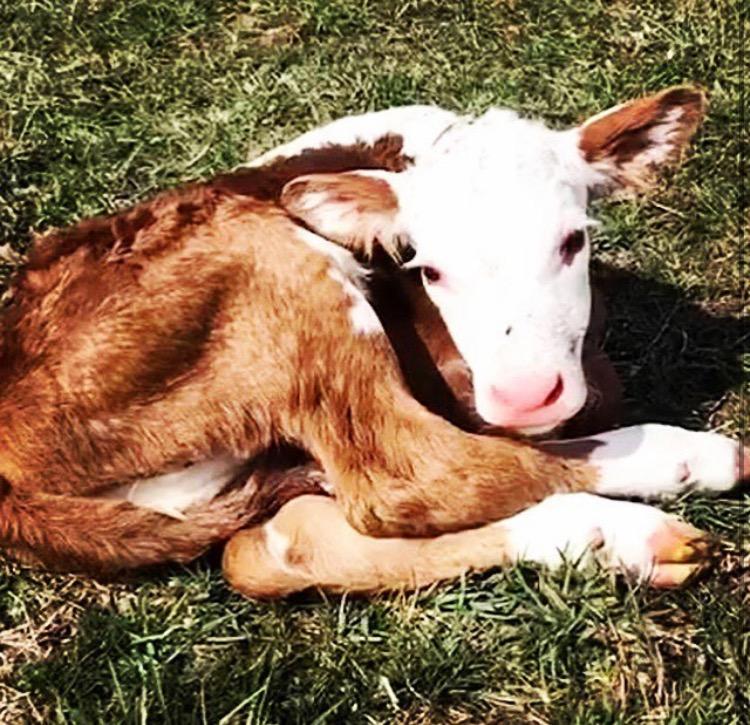 Calf born Spring 2018