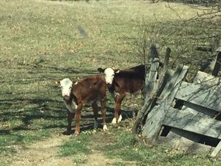 Young cattle